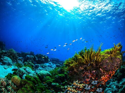 Arabian Gulf Reef Fish Show Resilience to Extreme Temperatures, Study Reveals