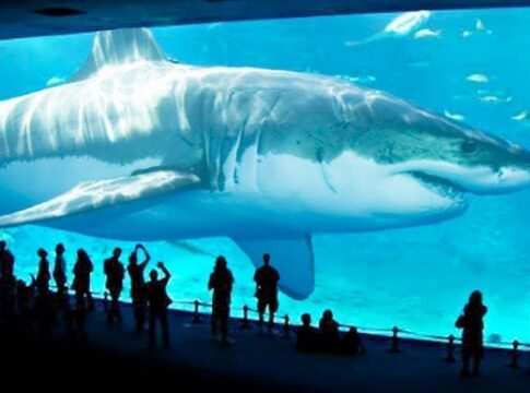 Walking Underwater with Sharks at SeaWorld Abu Dhabi: An Unforgettable Experience