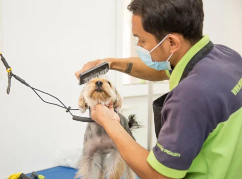 Top 10 Pet Grooming Companies in Dubai