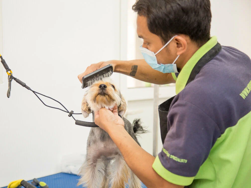 Top 10 Pet Grooming Companies in Dubai